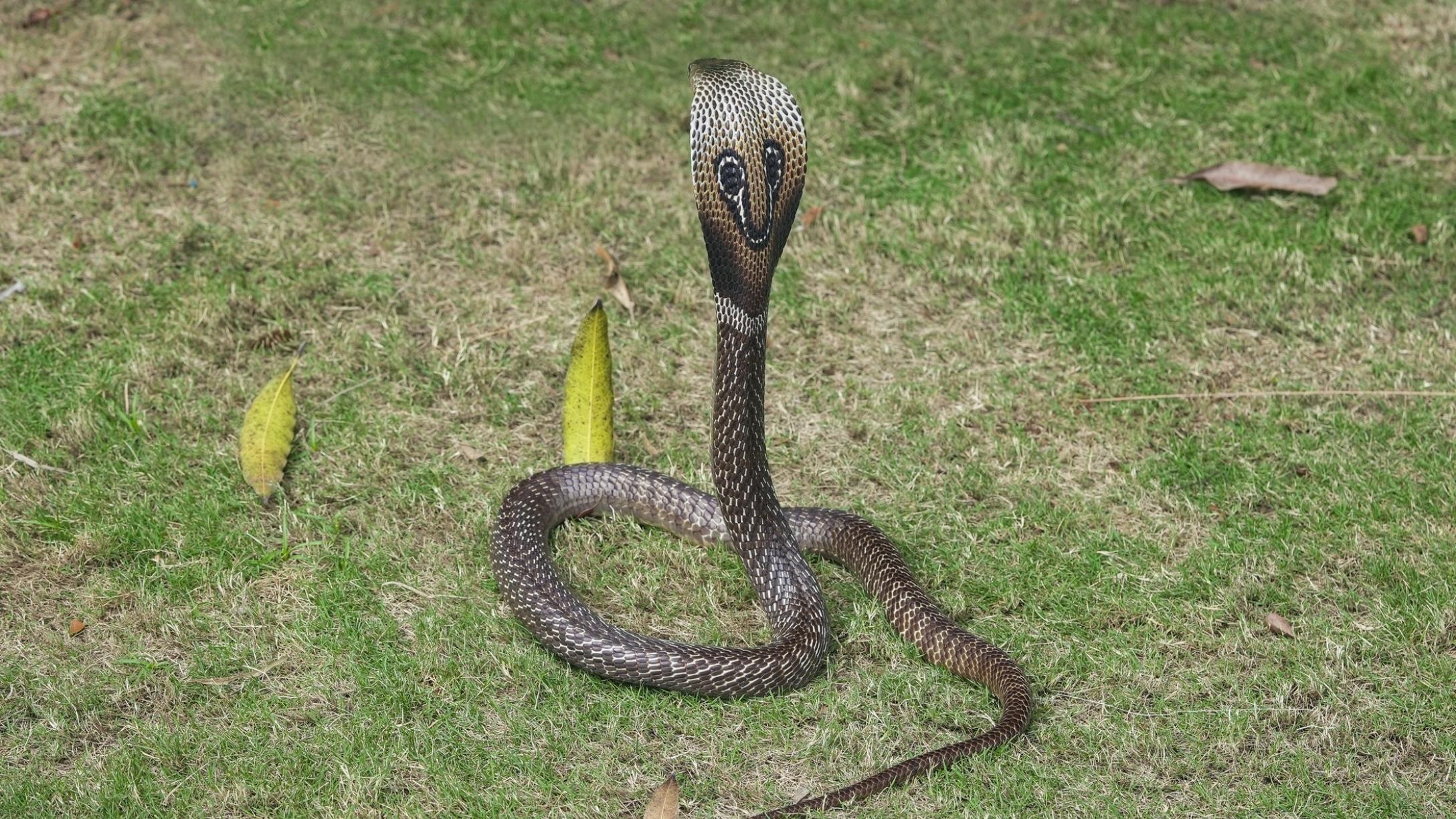 uthra-snake-bite-death