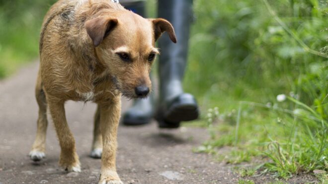 walking-dog