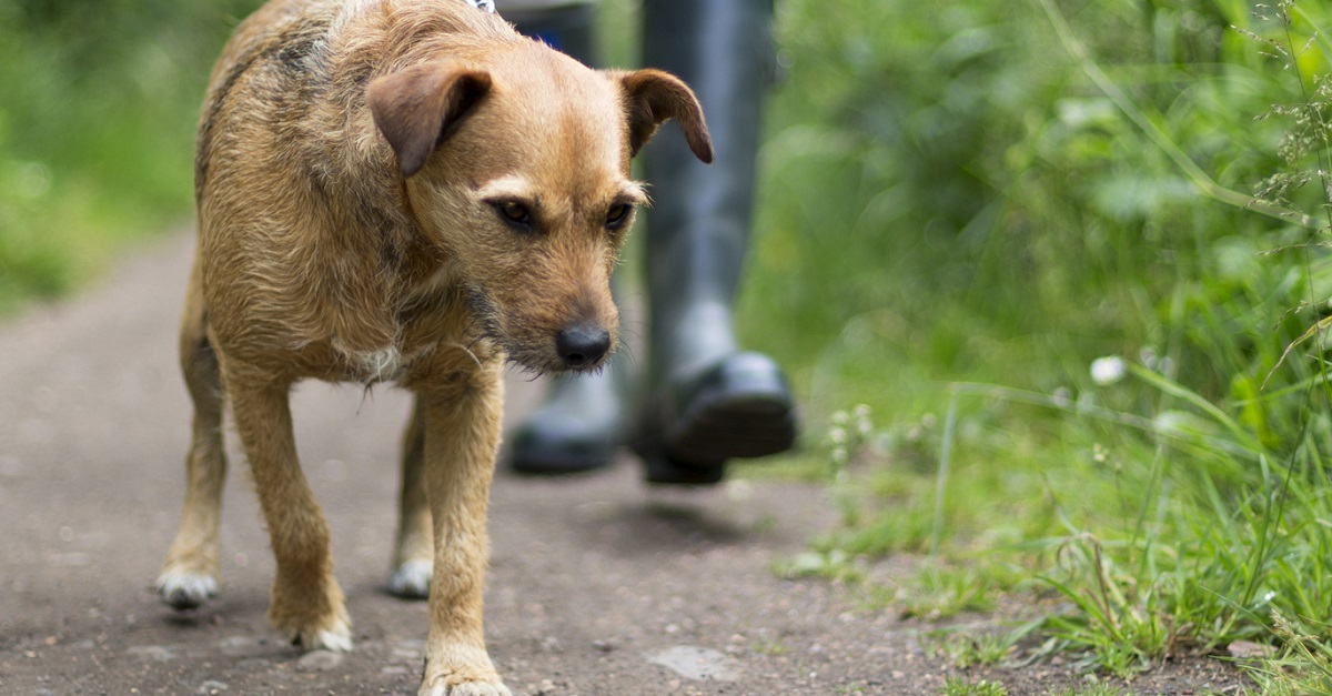 walking-dog