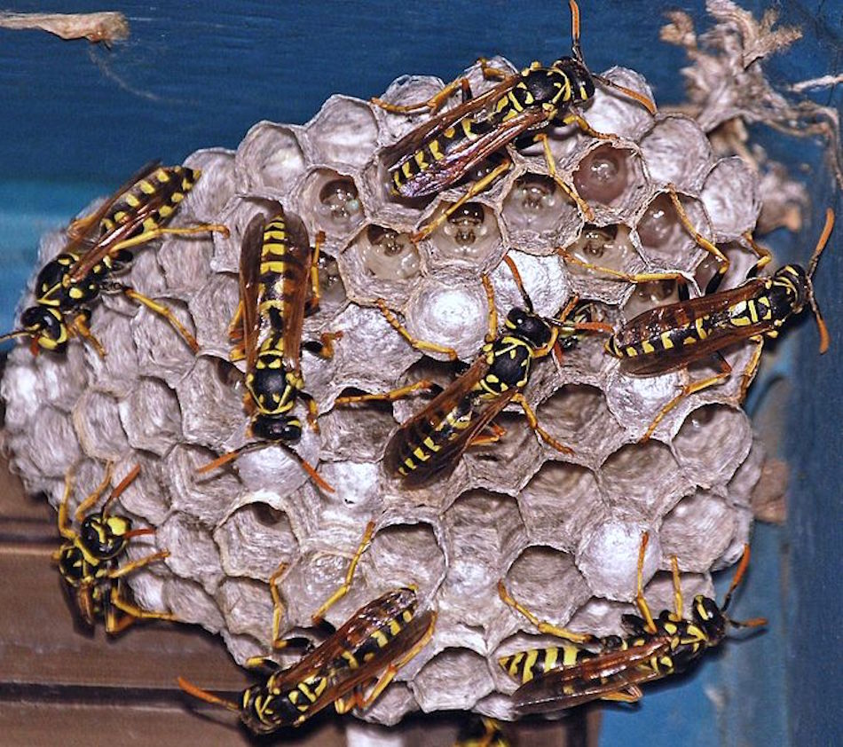 wasp-nest.jpg