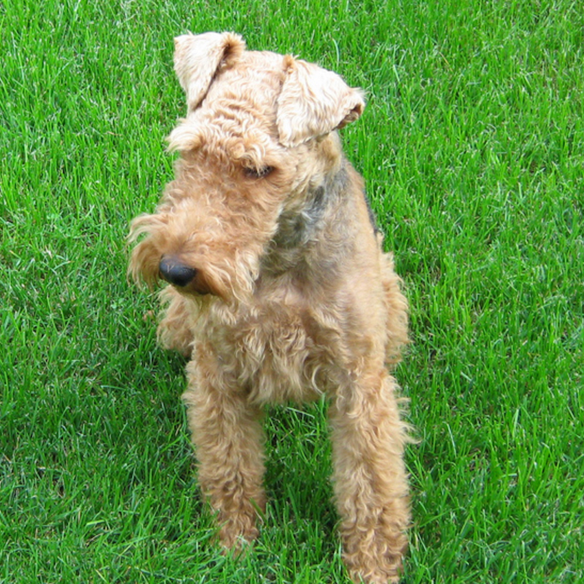 welsh-terrier-small-dogs.jpg