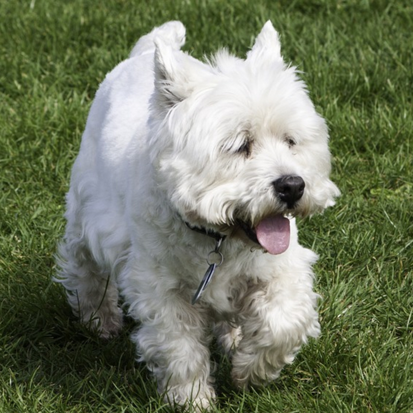 west-highland-white-terrier-small-dogs.jpg