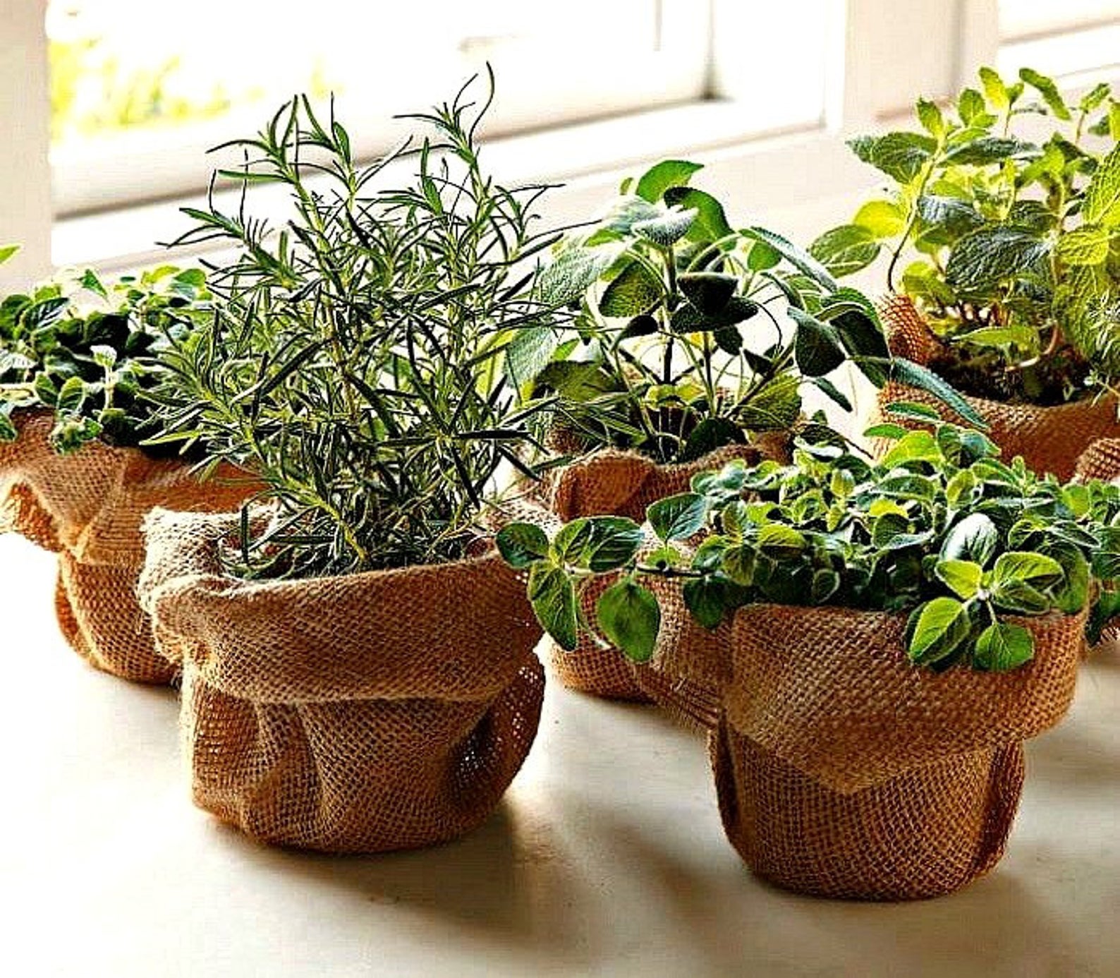 windowsill-herbs.jpg