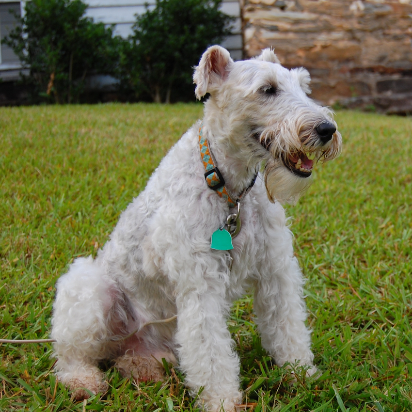 wire-fox-terrier-small-dogs.jpg