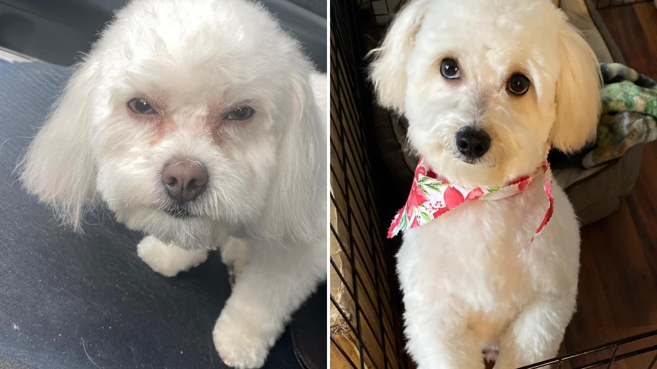 Virginia Woman Shocked And Annoyed When She's Given The Wrong Dog By
