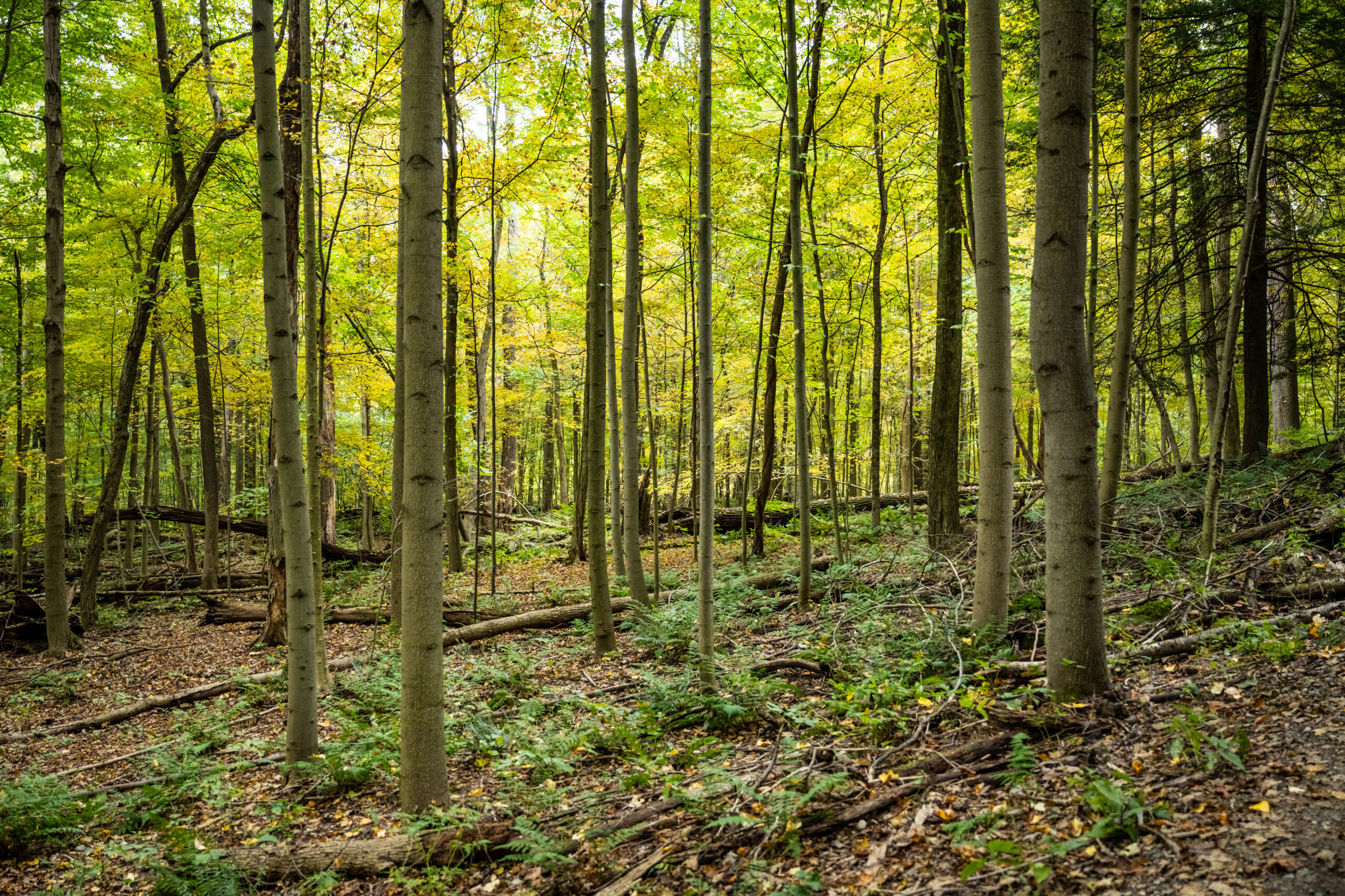 Bright Green Canopy Fills the Forest With Light