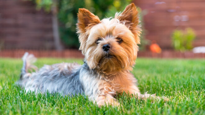 yorkie-defends-owner-coyote