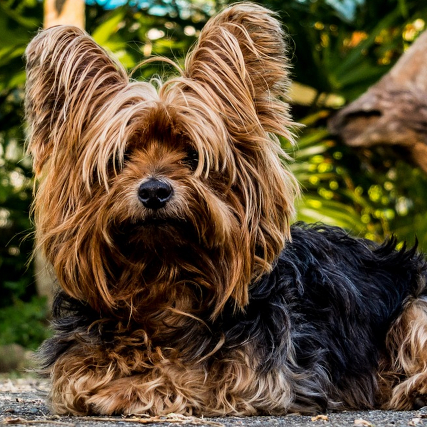 yorkshire-terrier-small-dogs.jpg