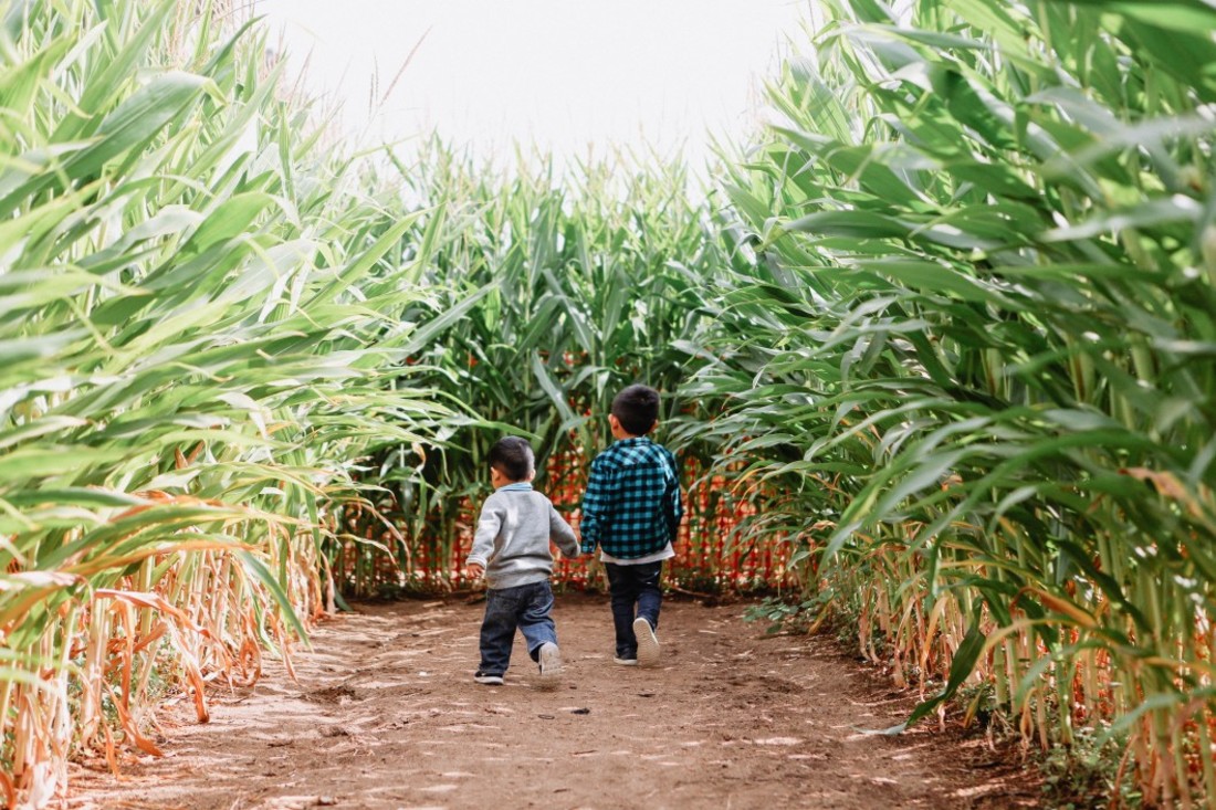 young-diverse-boys-spending-quality-family-time-outdoors-at-a-pumpkin-patch-corn-maze-during-the-fall_t20_XzANyr-1.jpg