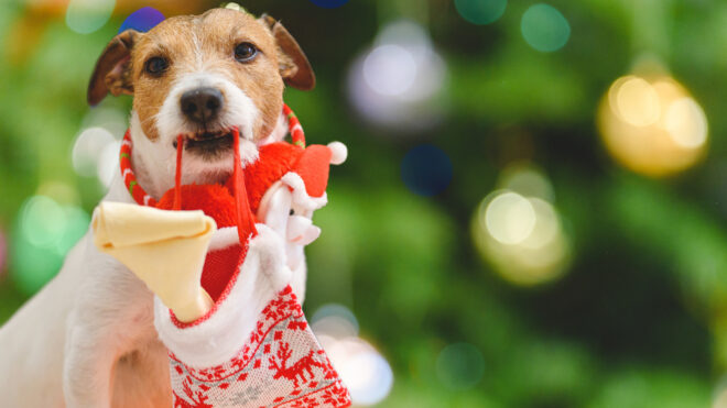 Dog holding a Christmas stocking