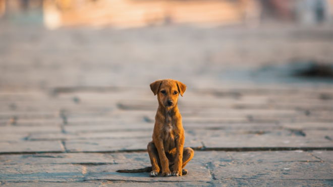 man rescues stray dog