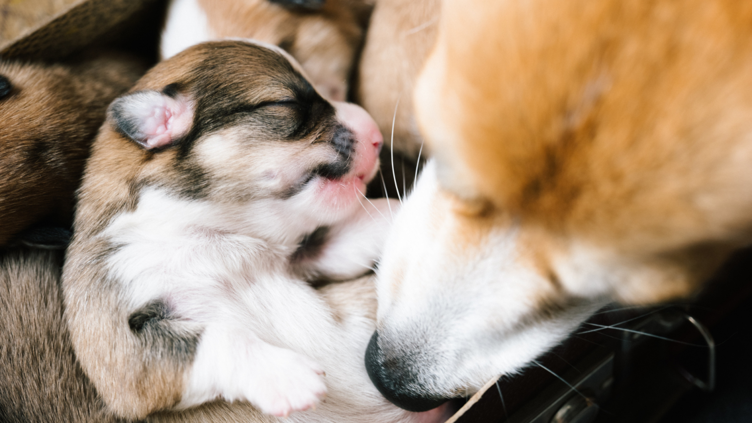 Can Horses Breathe Through Their Mouths 11 Surprising Facts