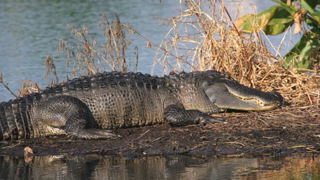 Alligators are ambush predators, so if they know people see them, they are unlikely to attack. (Dreamstime/TNS)