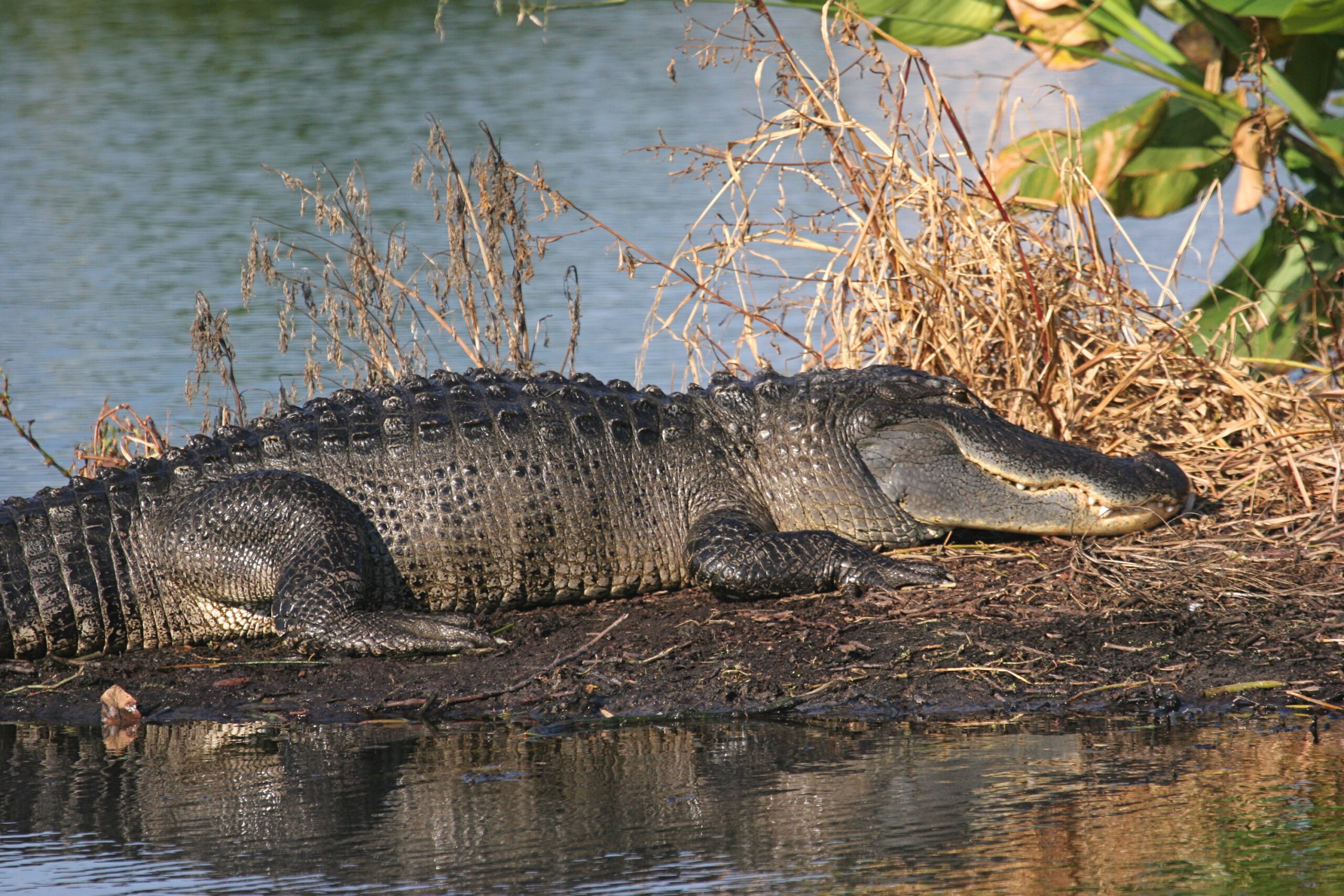 Alligators are ambush predators, so if they know people see them, they are unlikely to attack. (Dreamstime/TNS)