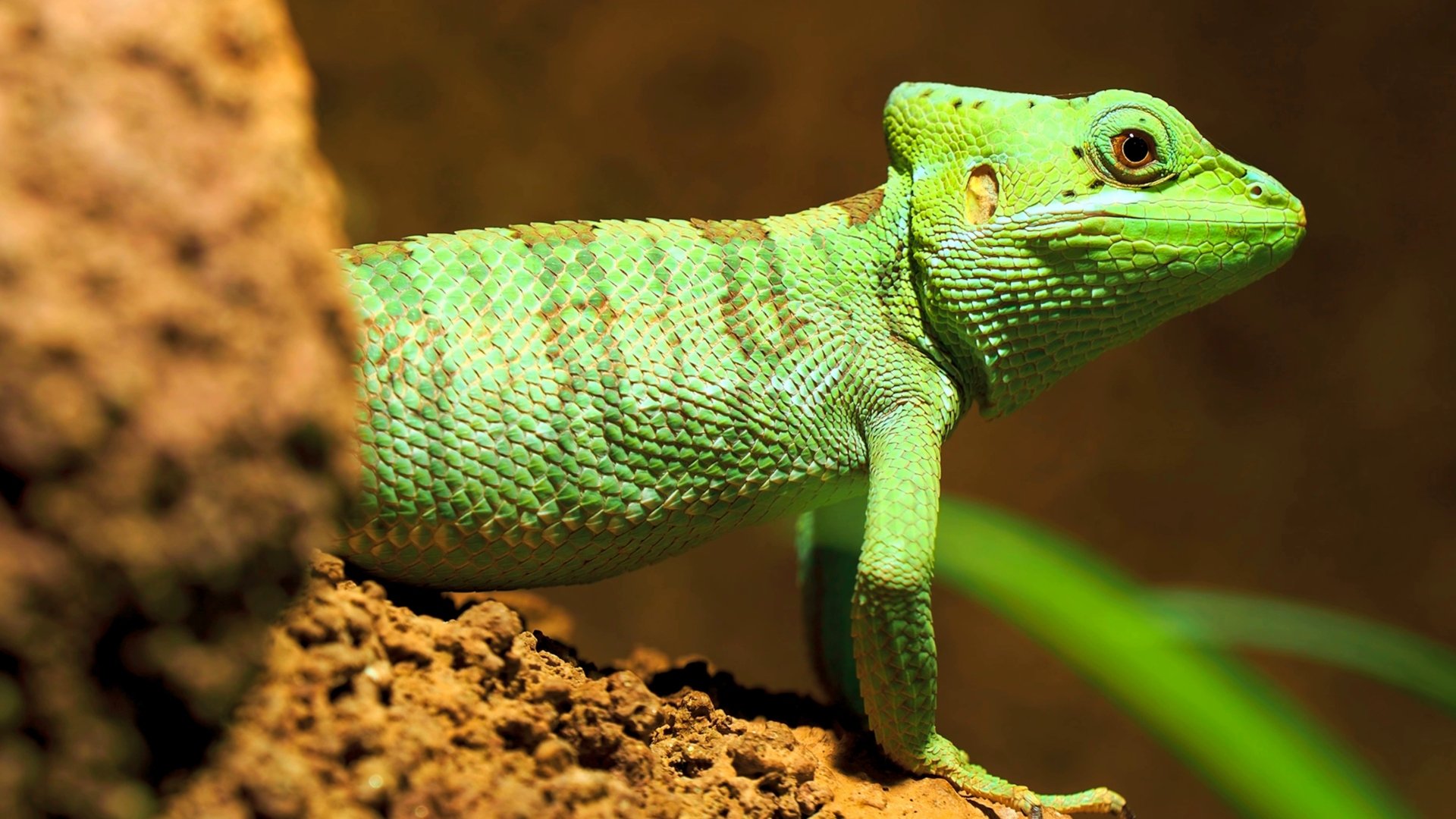 Photo of a long-legged casque-headed iguana