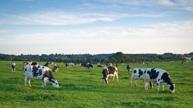 cows in a field