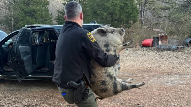 pig arrested north carolina