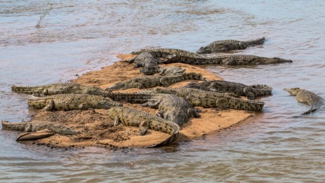 crocodiles kruger national park
