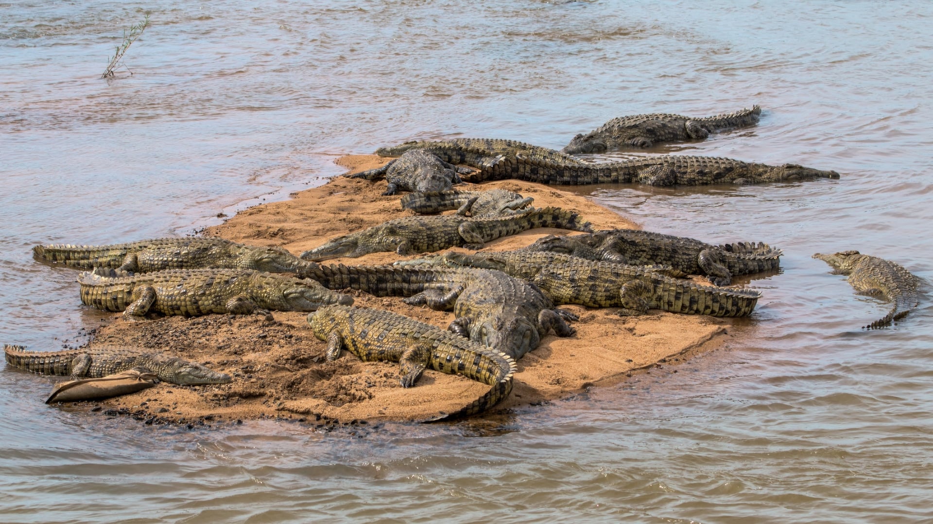 crocodiles kruger national park