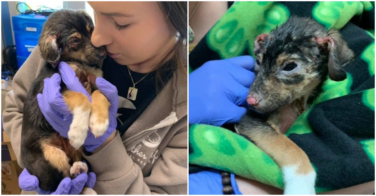 Puppy Chemical Burns Recovery