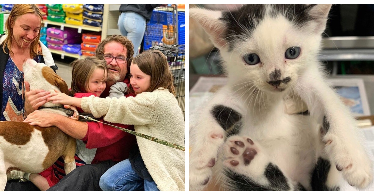 adoption-pet