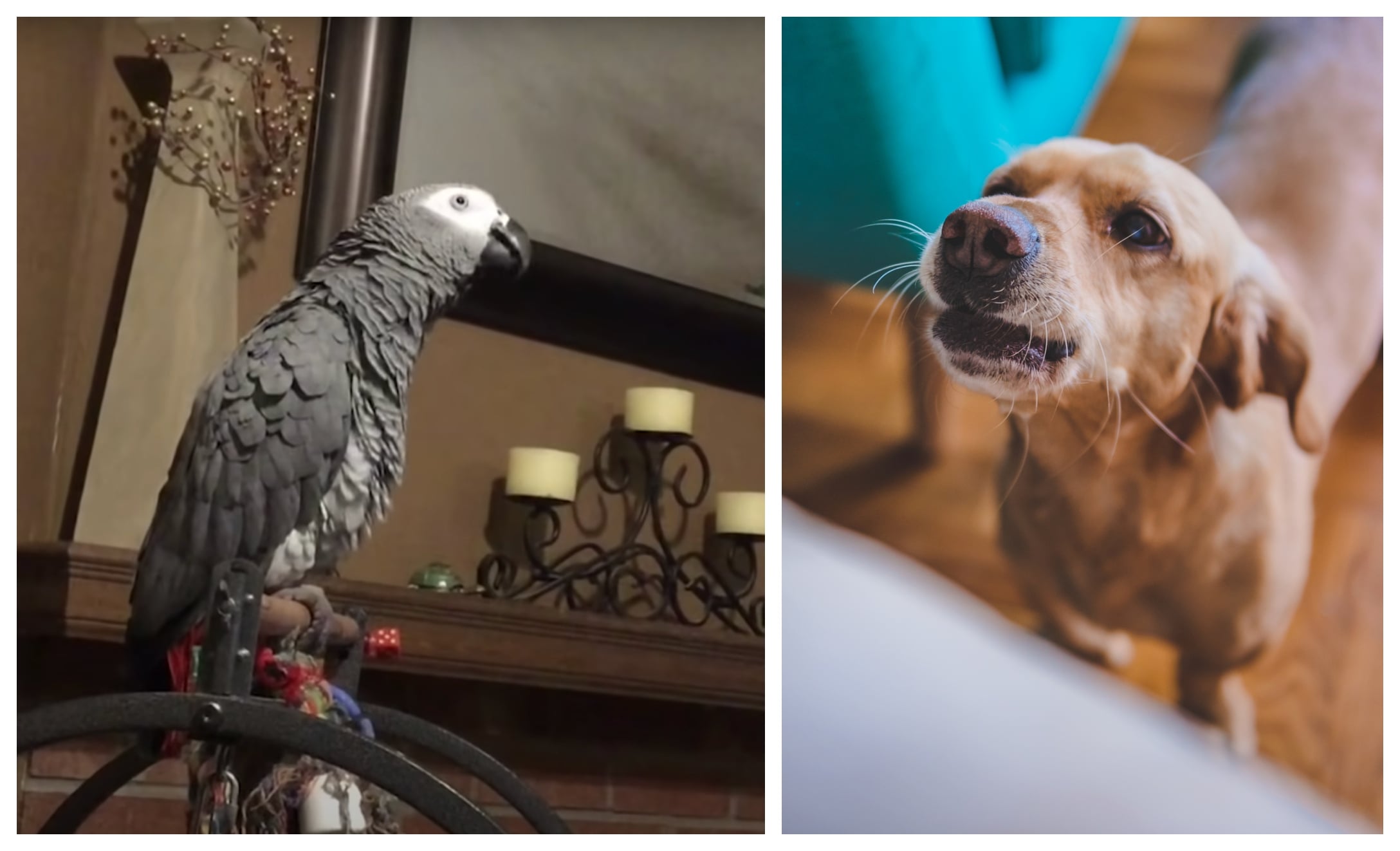 annoyed-parrot-promo