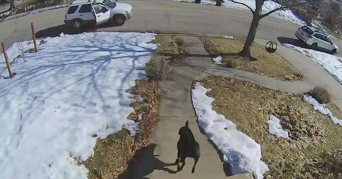 dog