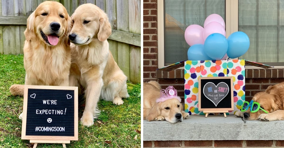 golden retrievers