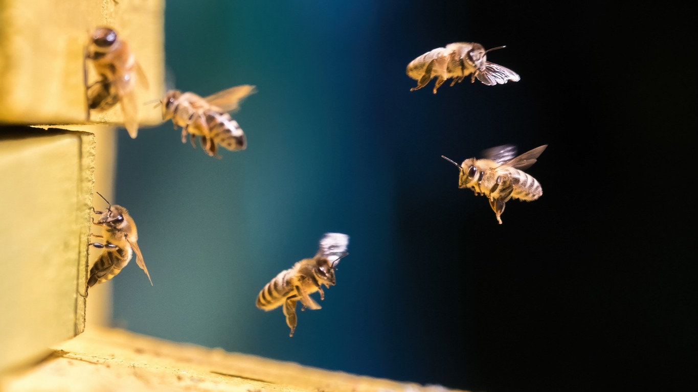 Bees