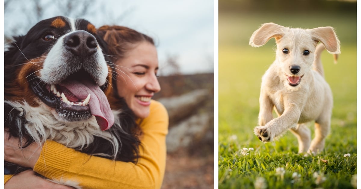 most-unusual-dog-names