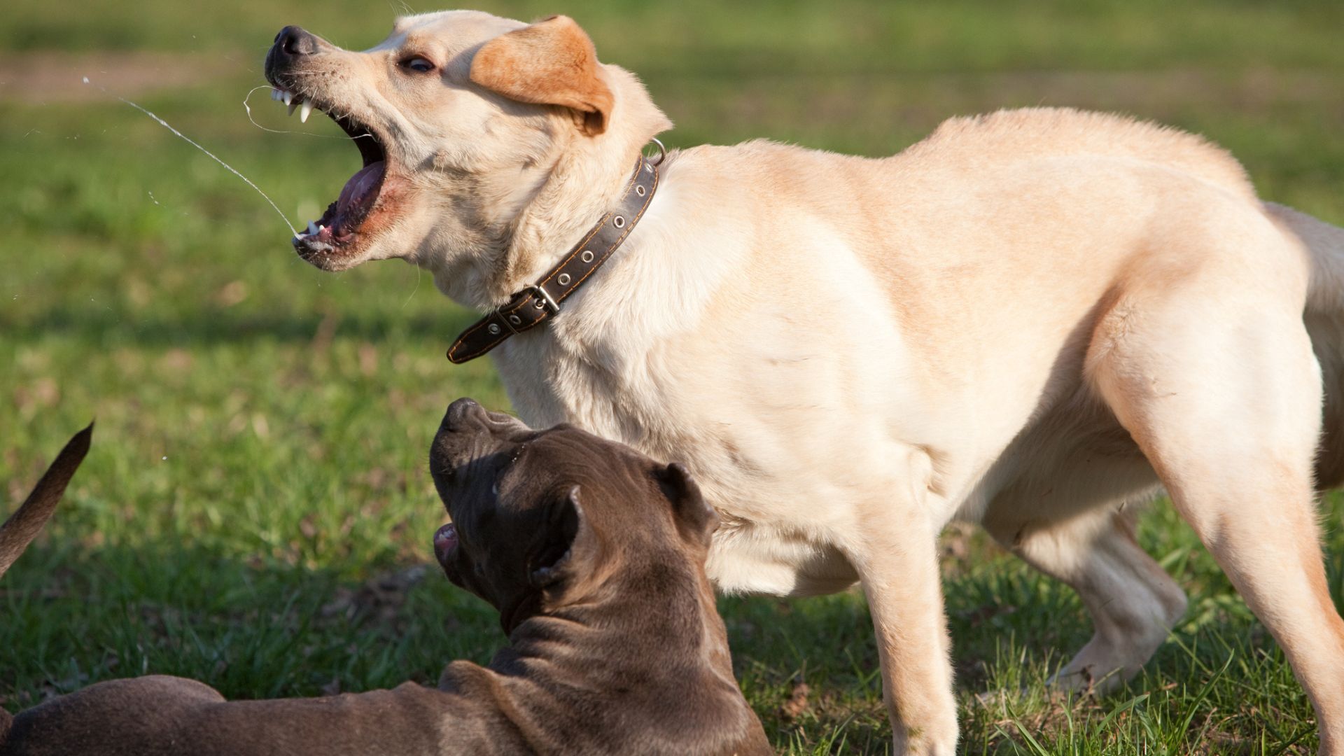 fatal dog attack