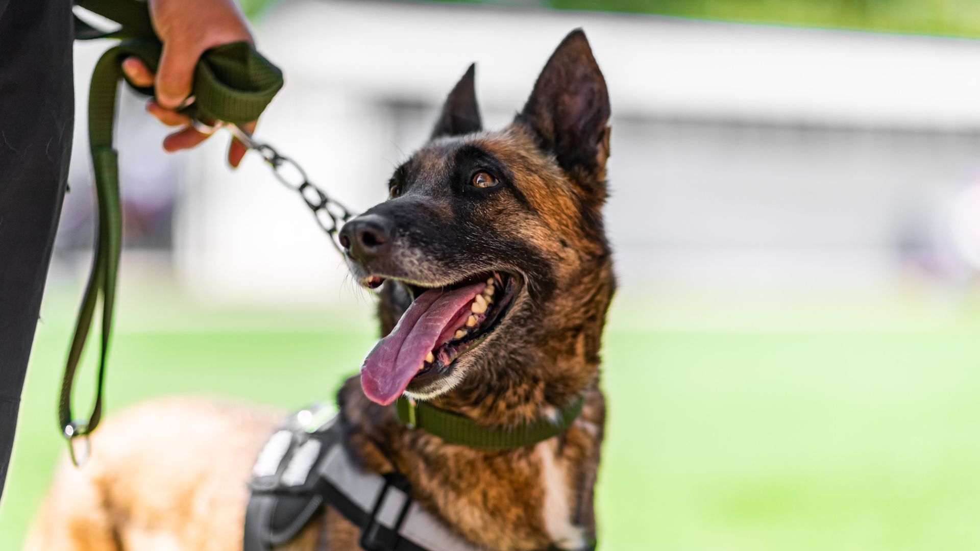 police dog