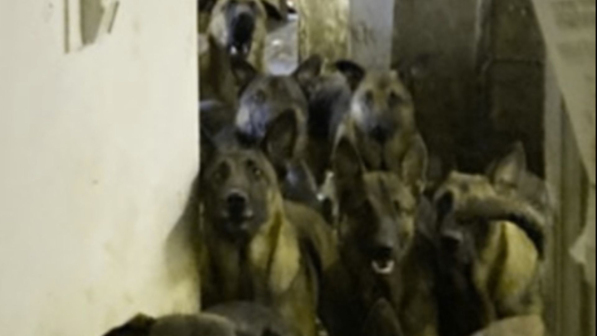 48 dogs rescued