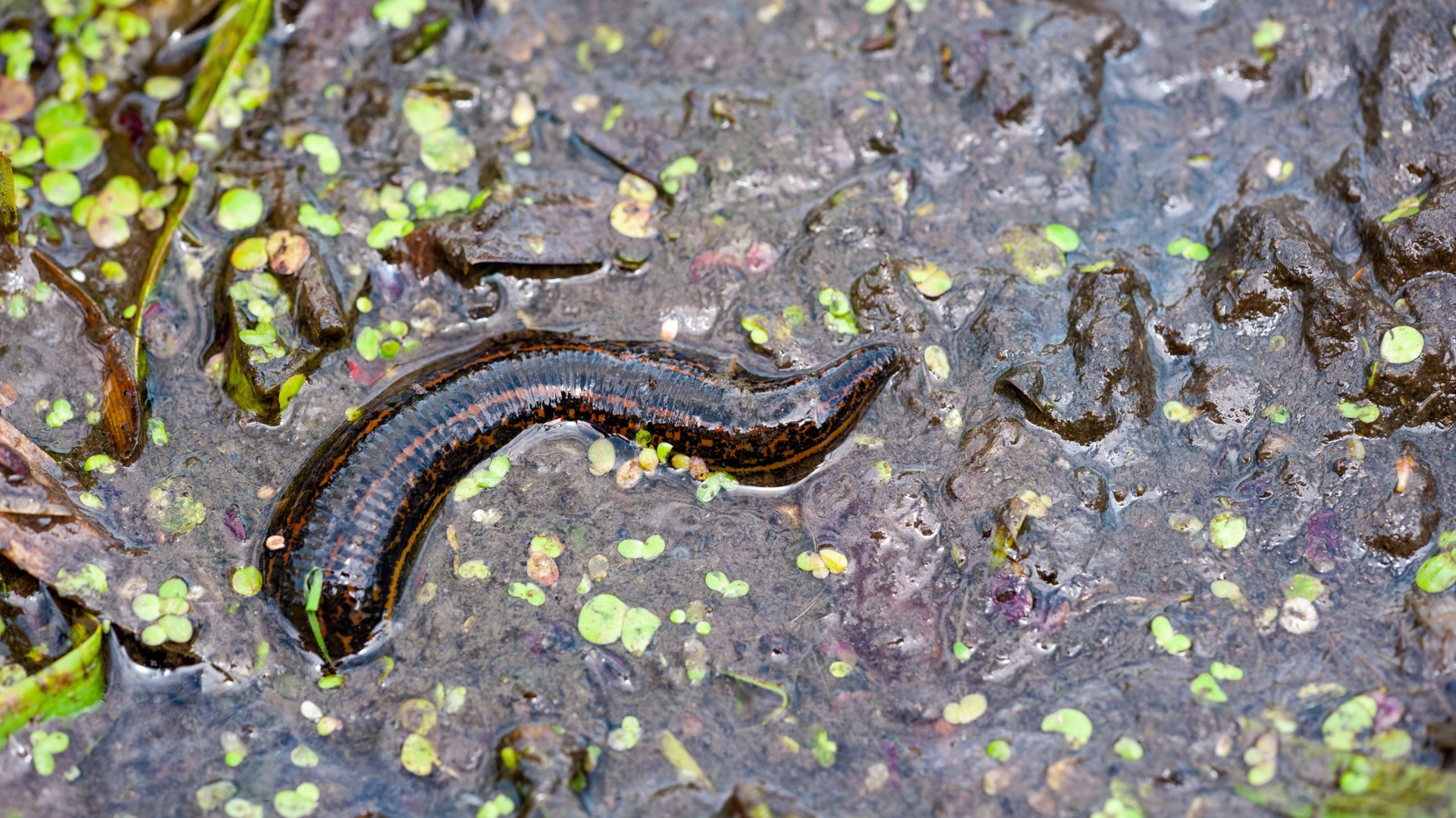 leech