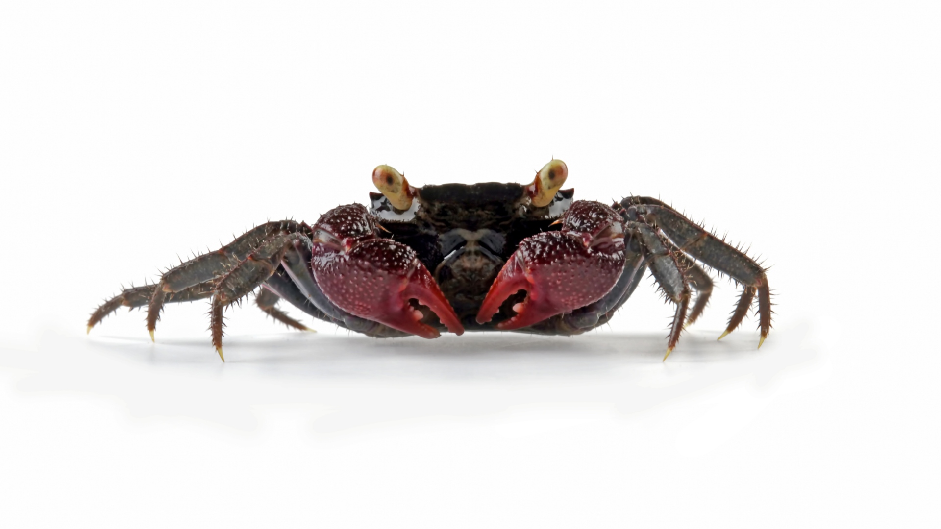 devilcrab