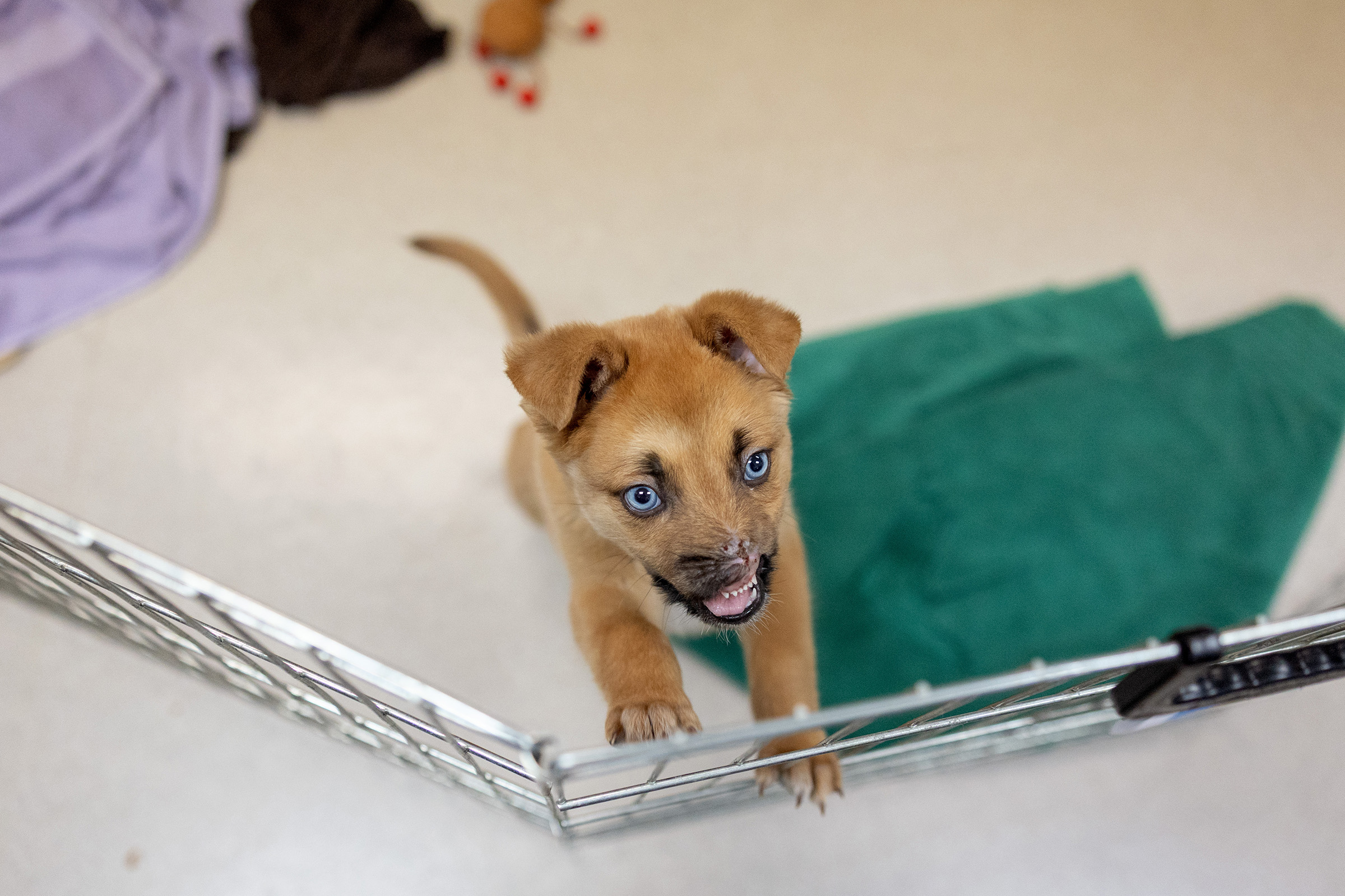 peanut the puppy