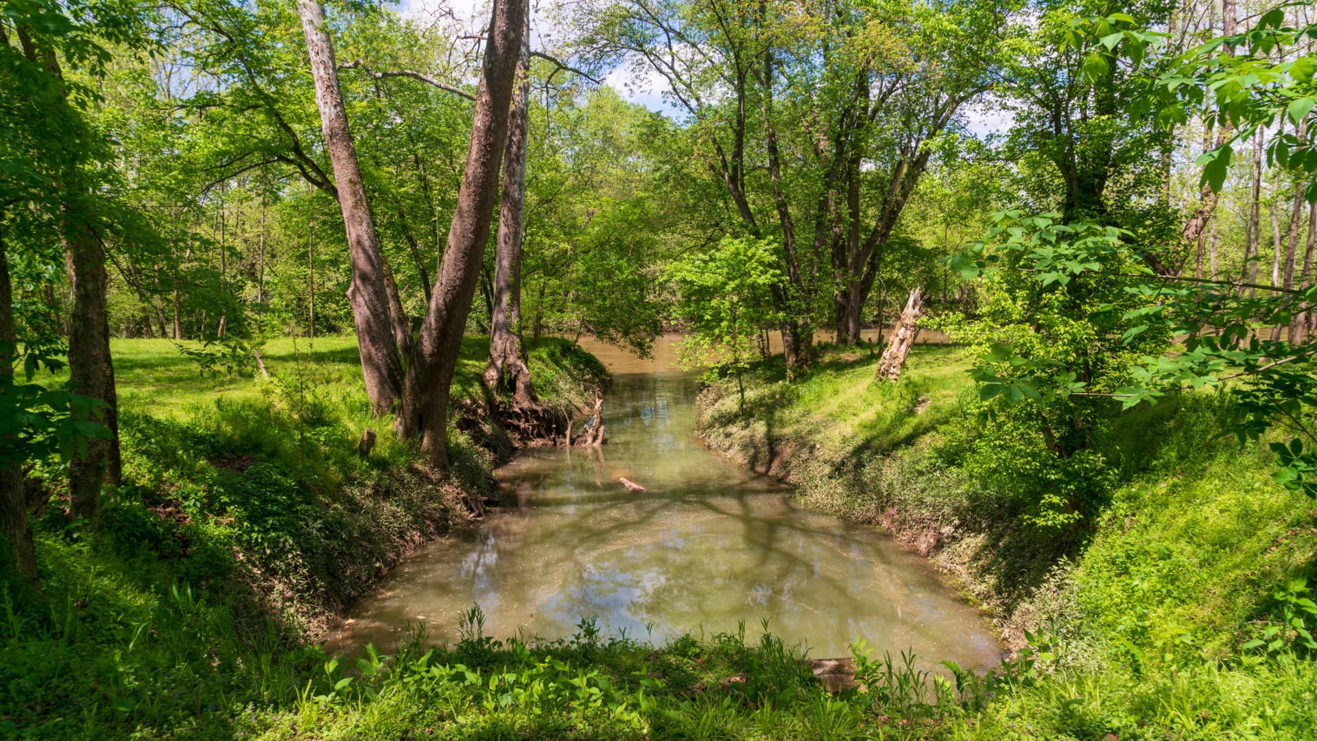 ohio woods