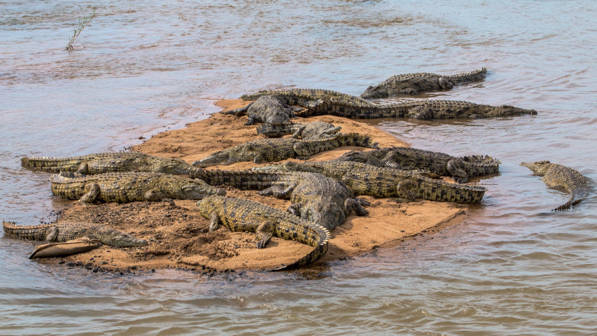 crocodiles kruger national park